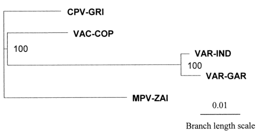 MPV、VAR、CPV、VAC末端可變基因組序列系統(tǒng)發(fā)育樹分析